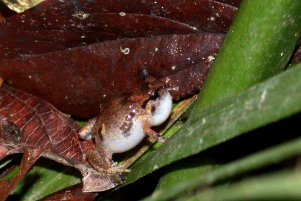 Cophixalus ornatus