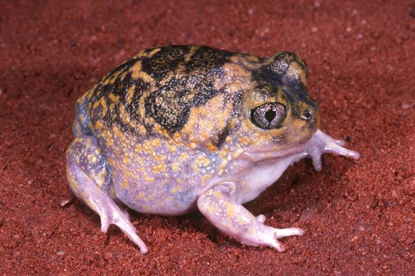 Neobatrachus fulvus