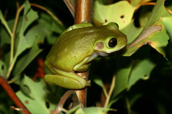 Litoria cavernicola