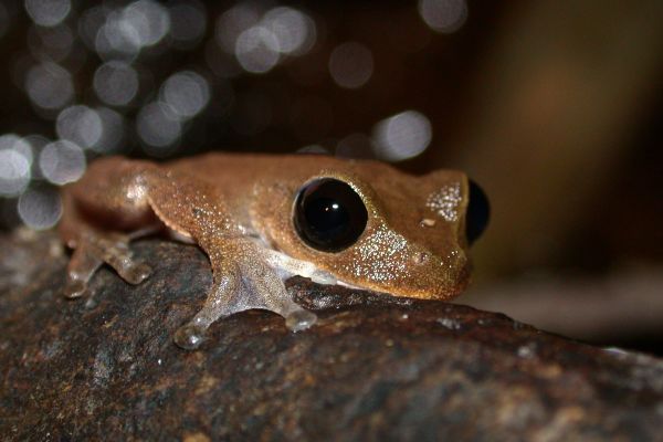 Litoria dayi