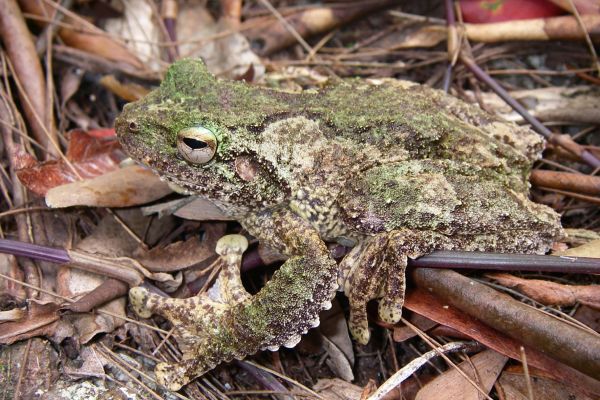 Litoria serrata
