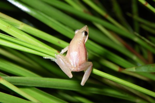 Litoria microbelos