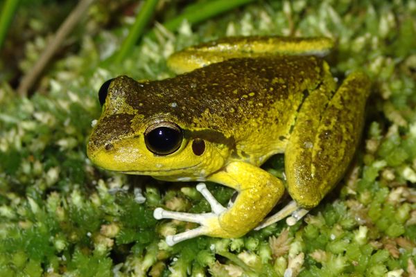 Litoria lesueuri