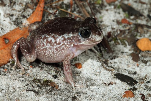 Heleioporus psammophilus