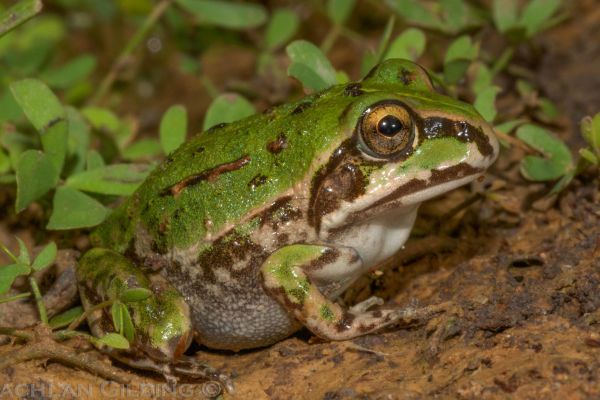 Cyclorana verrucosa