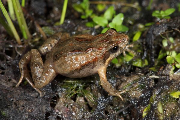 Crinia parinsignifera