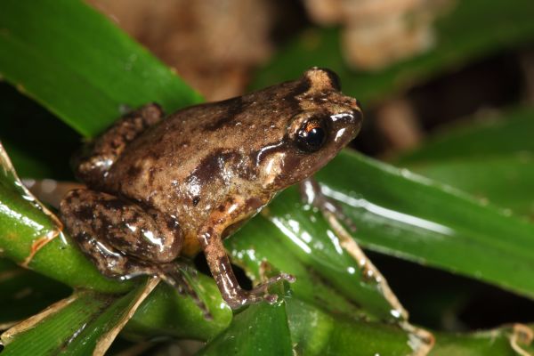 Cophixalus mcdonaldi