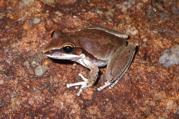 Litoria personata