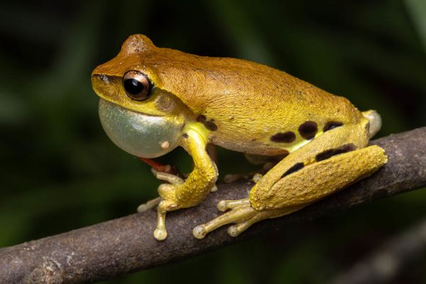 Litoria eungellensis