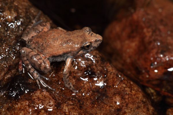 Crinia riparia