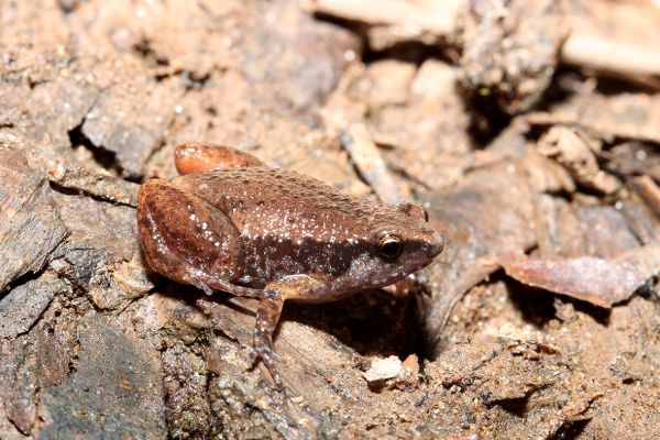 Austrochaperina adelphe