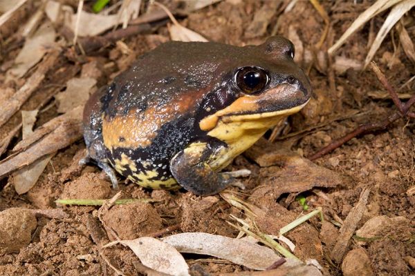 Limnodynastes interioris