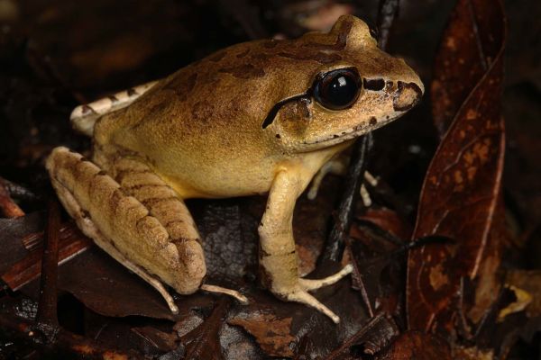 Mixophyes australis