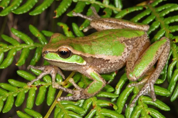 Litoria daviesae