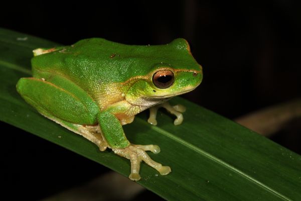 Litoria kroombitensis