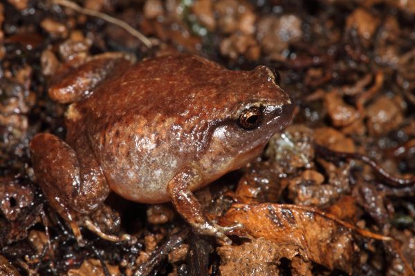Austrochaperina robusta