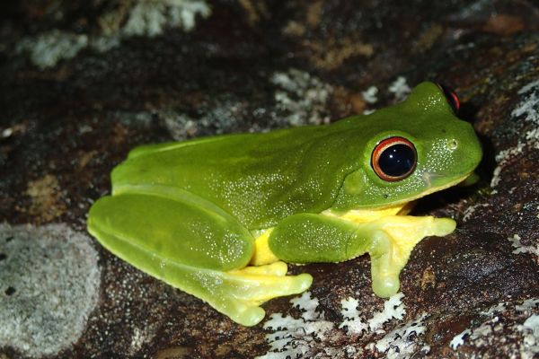 Litoria chloris