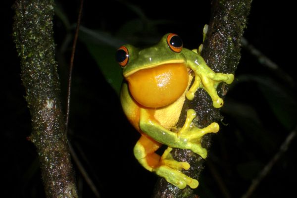 Litoria xanthomera