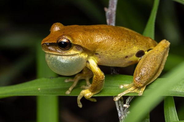 Litoria eungellensis