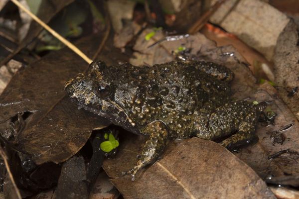 Adelotus brevis