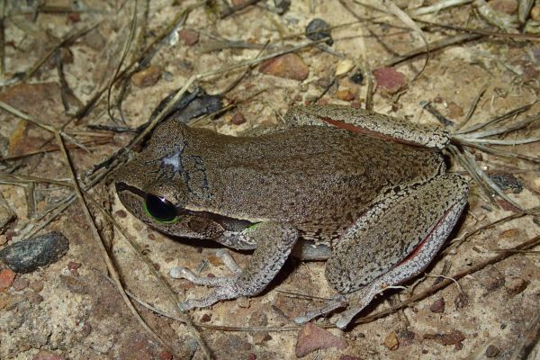 Litoria citropa