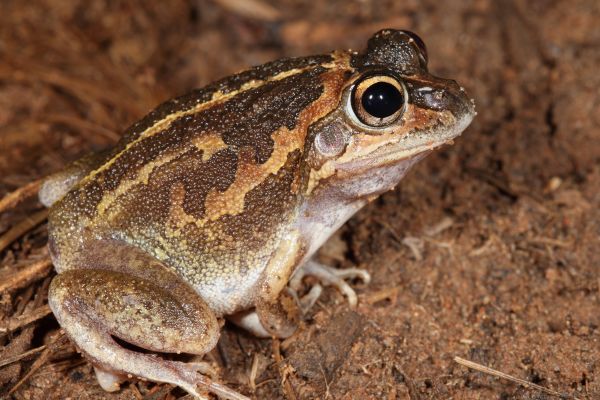 Cyclorana longipes