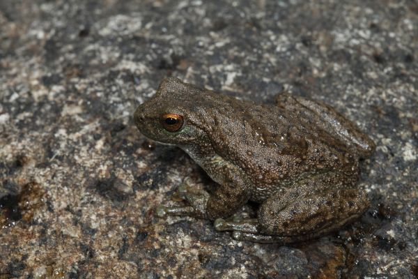 Litoria spenceri