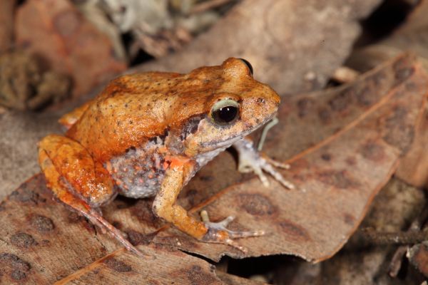 Crinia georgiana