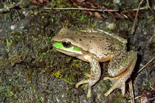 Litoria subglandulosa