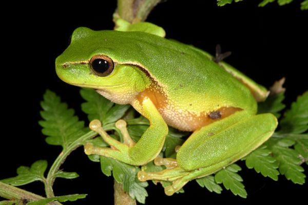 Litoria phyllochroa