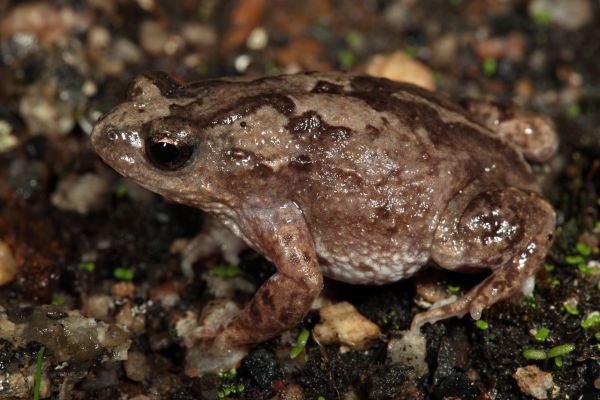 Pseudophryne guentheri