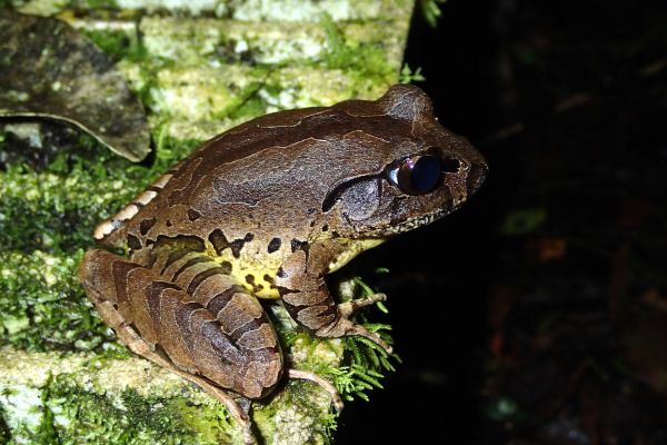 Mixophyes fleayi