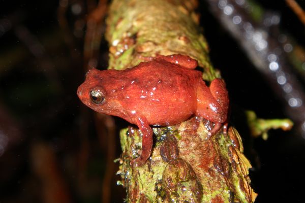 Cophixalus monticola