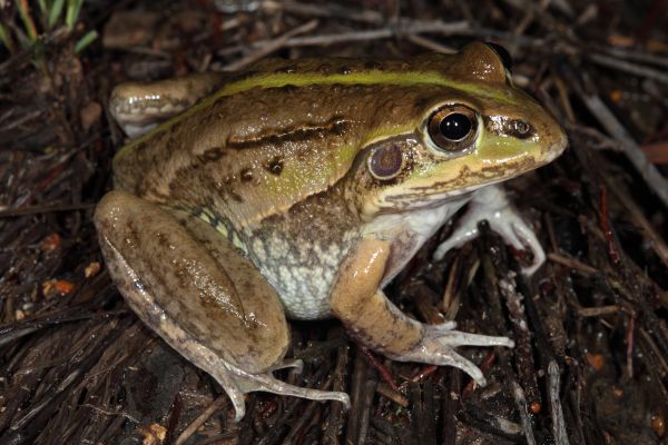 Cyclorana alboguttata
