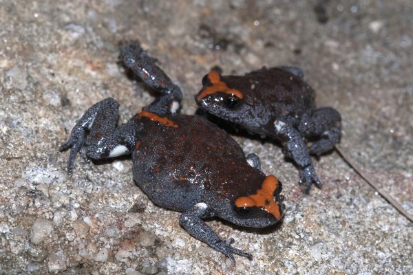 Pseudophryne australis