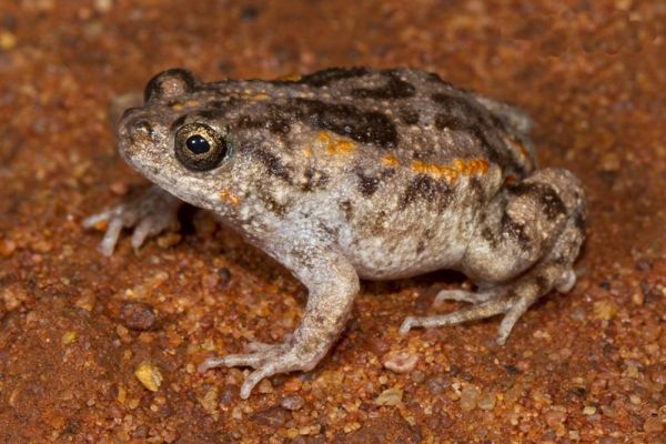 Uperoleia glandulosa