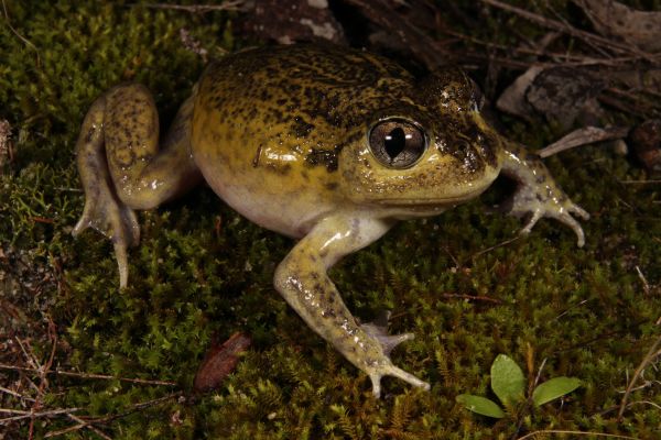 Neobatrachus pictus