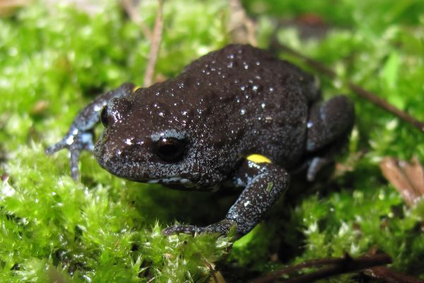 Pseudophryne dendyi