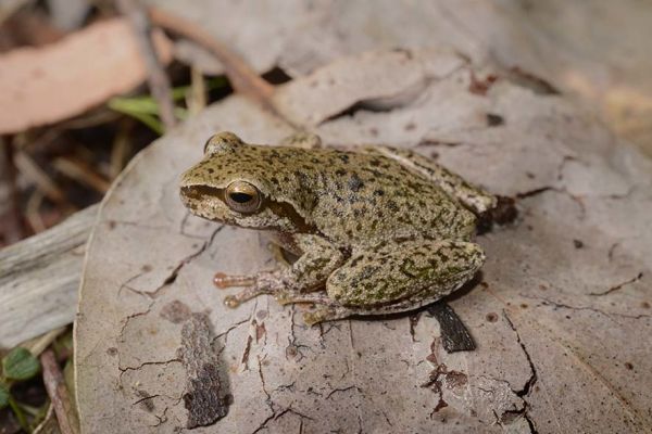 Litoria pearsoniana