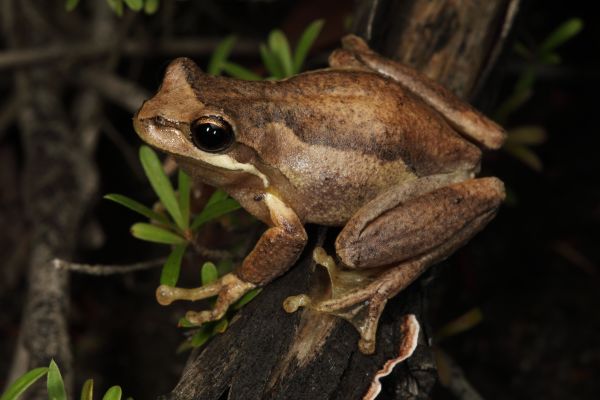 Litoria ewingii
