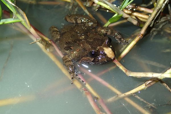 Adelotus brevis