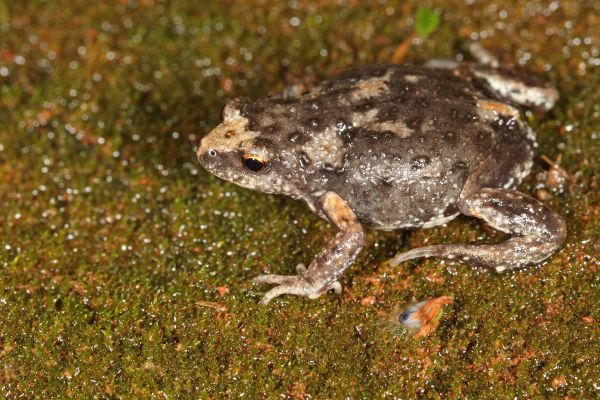 Pseudophryne occidentalis