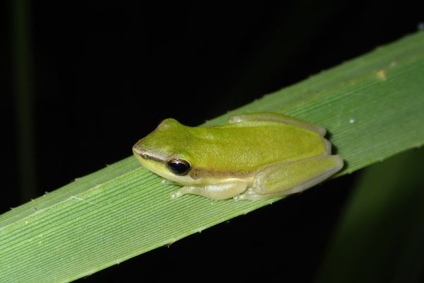 Litoria bicolor