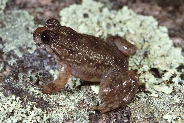 Rheobatrachus vitellinus