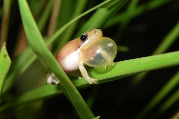 Litoria microbelos