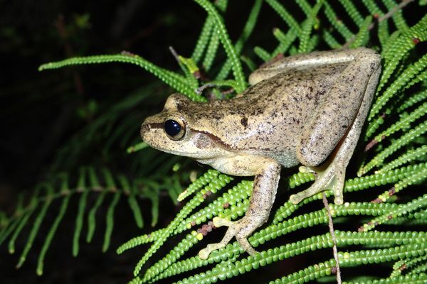 Litoria littlejohni