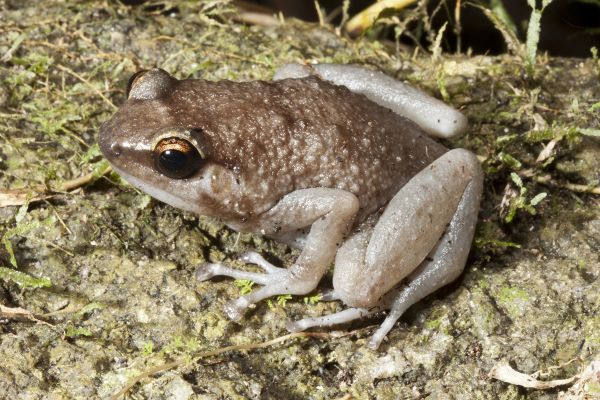 Cophixalus pakayakulangun