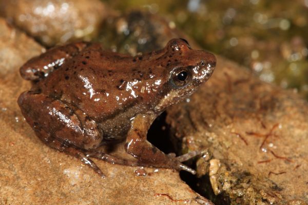 Crinia flindersensis
