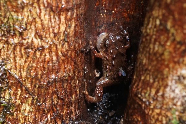 Cophixalus monticola