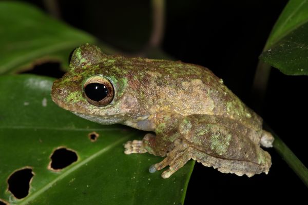 Litoria myola